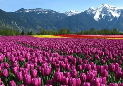 Exotic Kashmir Tour
